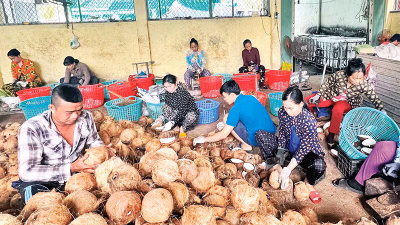 Обработка кокоса в кооперативе Тхойтхань (уезд Тхатьфу, провинция Бенче). 