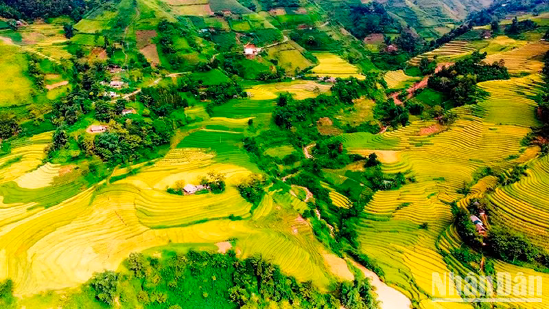 Вид на красивые террасные поля сверху.