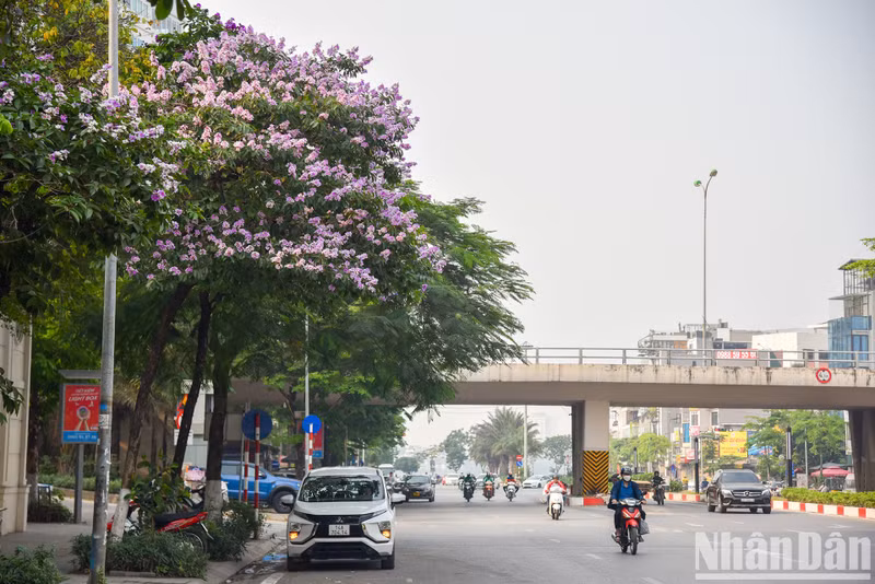 Типичный фиолетовый цвет цветов лагерстремии приковывает к себе взгляды всех проходящих. Типичный фиолетовый цвет цветов лагерстремии приковывает к себе взгляды всех проходящих.