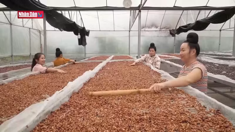 В 2022 году бренд Ara-Tay Coffee был признан одним из 19 типичных сельскохозяйственных продуктов провинции Шонла.