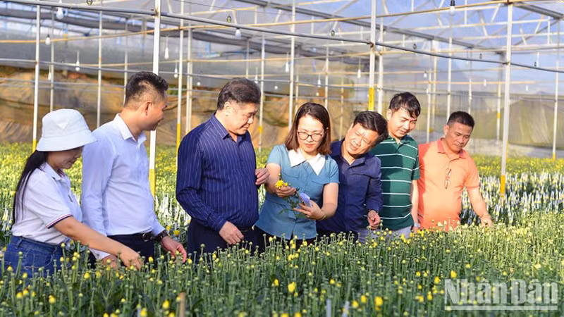 Посещение высокотехнологичной модели производства цветов в городе Далат провинции Ламдонг.