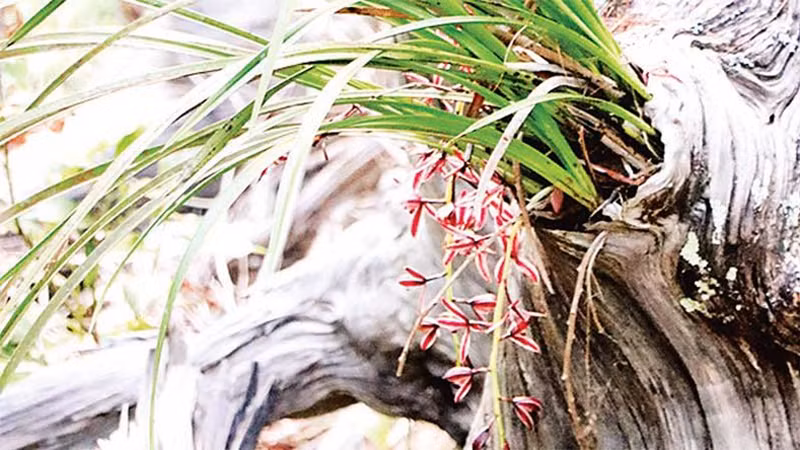 Орхидея на дереве.