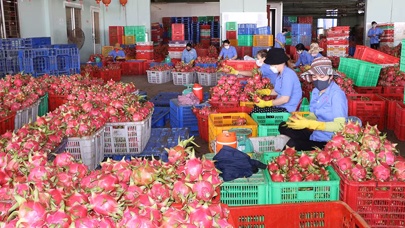 Питайя – главный фрукт для экспорта.