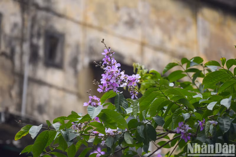 Цветы лагерстремии часто имеют фиолетовый цвет, иногда бледно-розовый, распускаются в пучках на кончиках веток, образуя фиолетовую цветочную полосу длиной 20-30 см. Цветы лагерстремии часто имеют фиолетовый цвет, иногда бледно-розовый, распускаются в пучках на кончиках веток, образуя фиолетовую цветочную полосу длиной 20-30 см.