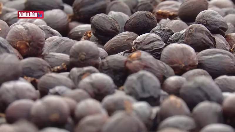 Выборочный сбор позволяет получить высококачественные зерна.