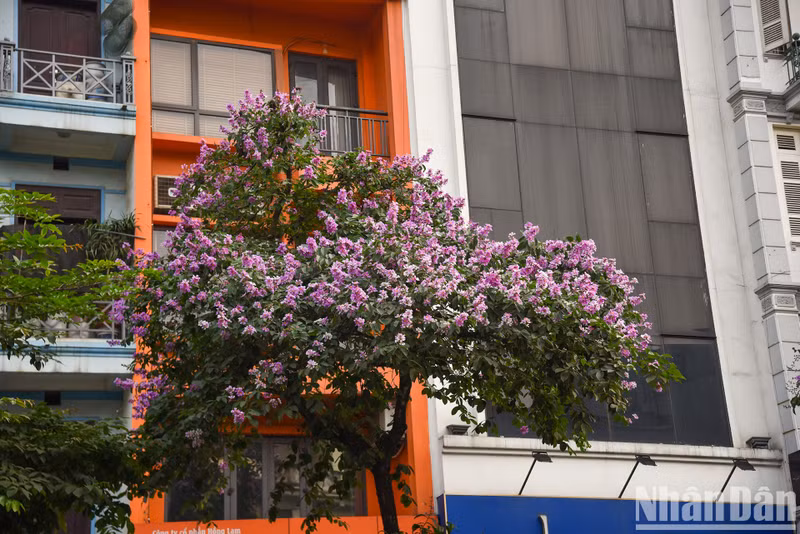 У местных жителей фиолетовые цветы лагерстремии вызывают много воспоминаний о школьных годах. У местных жителей фиолетовые цветы лагерстремии вызывают много воспоминаний о школьных годах.