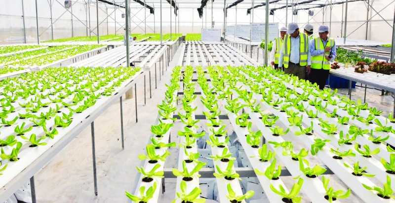 Ферма DelcoFarm в общине Нгуетдык уезда Тхуантхань провинции Бакнинь. 