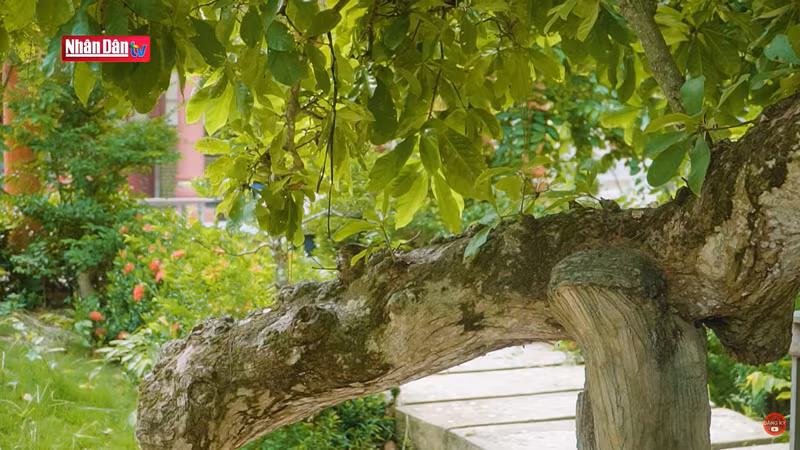 Дерево красной баррингтонии в провинции Хаужанг уже более 300 лет.