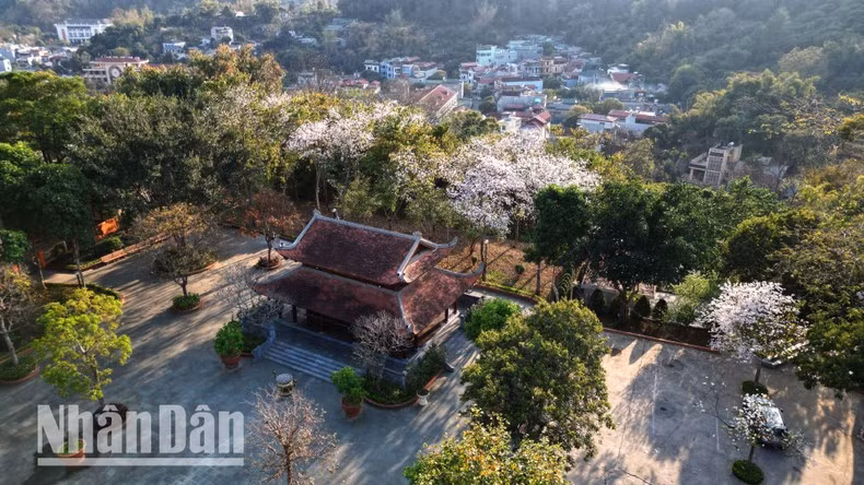 Каждый март Шонла превращается в сказочный край, где цветущие баухинии украшают улицы, деревни и холмы, привлекая туристов и местных жителей.