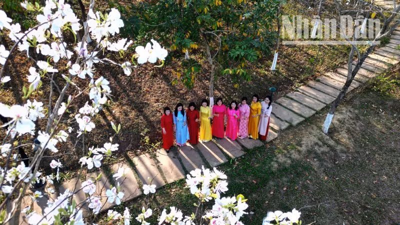 Город Шонла – это лучшее место, где можно полюбоваться цветущими деревьями, украшающими центральные улицы белоснежными и сиреневатыми лепестками.