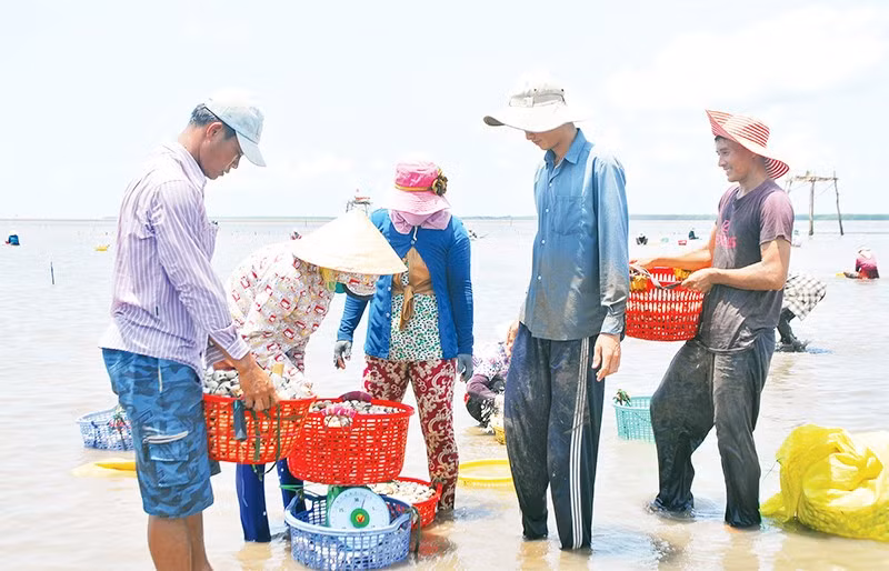 Выращивание венеридов на прибрежных аллювиальных землях Гоконг помогло улучшить жизнь людей. Фото: Нгуен Ши