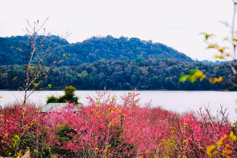 Цветочный остров Пакхоанг полон ярких цветов.
