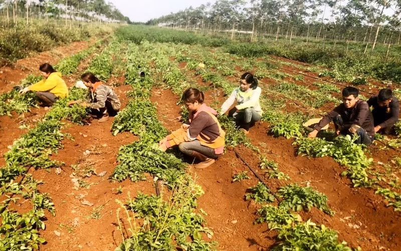 Сад выращивания шалфей (Salvia miltiorrhiza) по стандартам GACP-WHO в общине Тьыпонг (Тьыше, Жалай). 