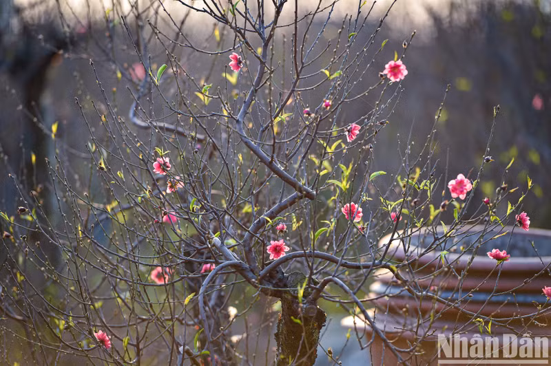 Исходя из опыта садоводов в деревне Няттан, в этом году многие предсказывают довольно благоприятную погоду. Если в декабре по лунному календарю пройдут весенние дожди, то персиковые деревья будут очень красиво цвести.