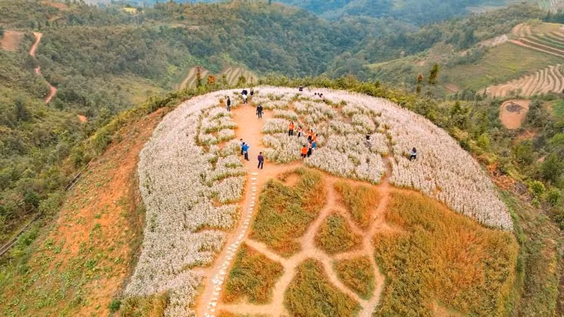 В этом году 8-й фестиваль цветов гречихи откроется 26 ноября в уезде Донгван. Фото: Vietnam+ В этом году 8-й фестиваль цветов гречихи откроется 26 ноября в уезде Донгван. Фото: Vietnam+