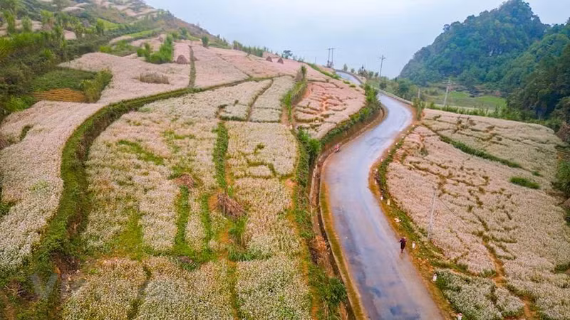 Поля вдоль национального шоссе 4C и провинциальной дороги 176 в Хажанге окрашены в очаровательные цвета розовых, фиолетовых и белых цветов гречихи. Фото: Vietnam+ Поля вдоль национального шоссе 4C и провинциальной дороги 176 в Хажанге окрашены в очаровательные цвета розовых, фиолетовых и белых цветов гречихи. Фото: Vietnam+