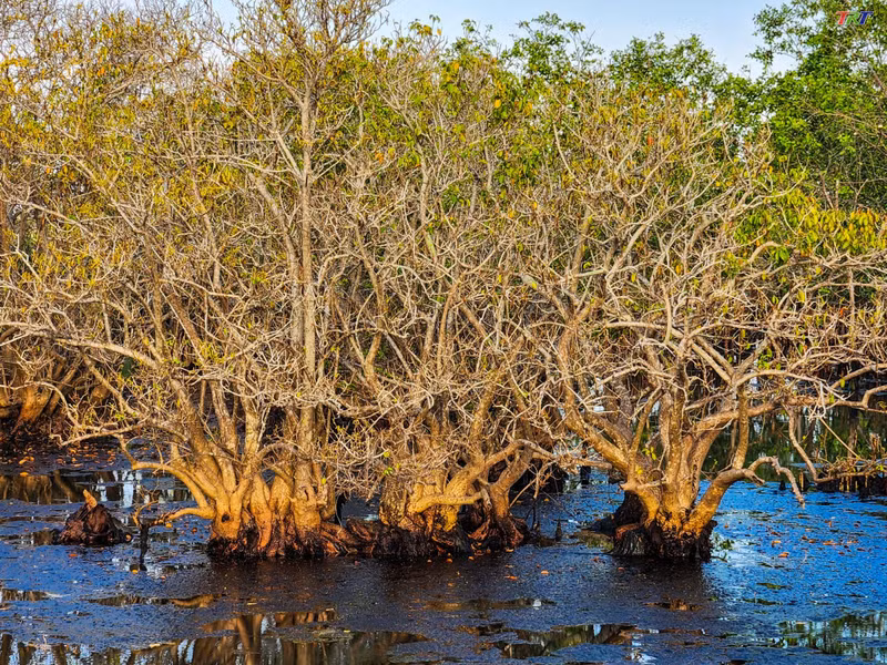 Здесь было посажено много характерных для мангровых лесов деревьев. Фото: trt.com.vn