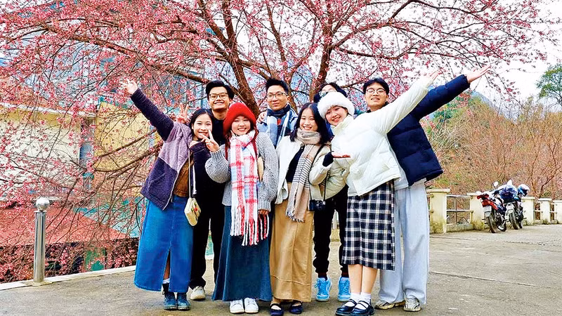 Ежегодно десятки тысяч туристов приезжают на каменистое плоскогорье Донгван, чтобы полюбоваться цветением вишни.