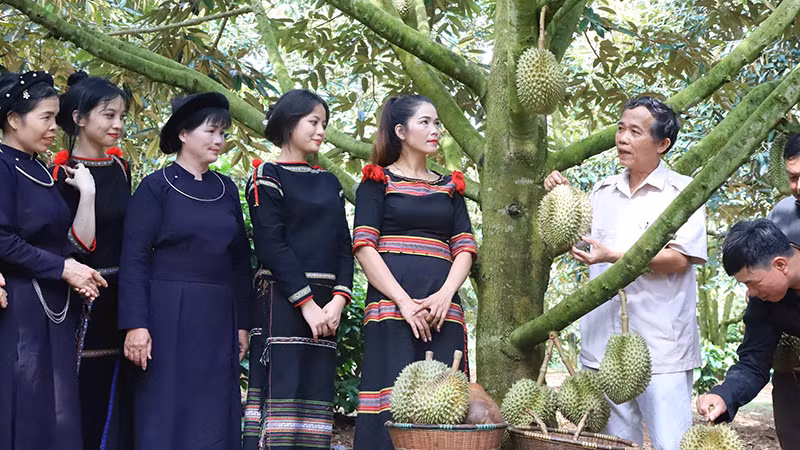 Производство дуриана в Кооперативе по чистому сельскому хозяйству (уезд Кронгпак). Фото: Нгуен Конг Ли 