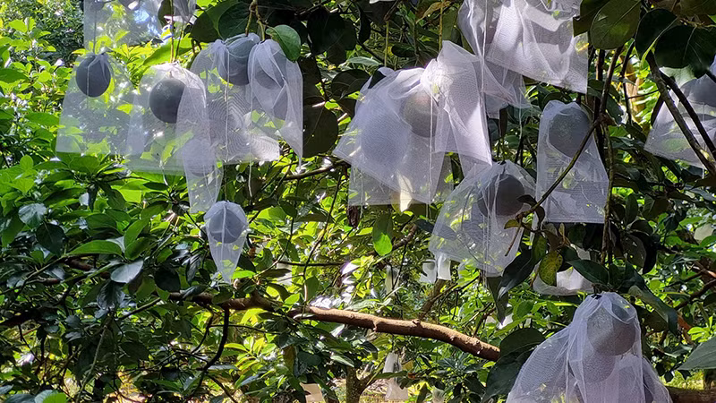 Выращивание органического авокадо в кооперативе по производству авокадо Дайхунг (город Буонматхуот).