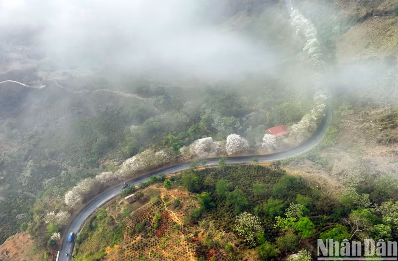 Туристы как будто заблудились в волшебном крае на горных дорогах северо-запада в сезон цветения баухинии.