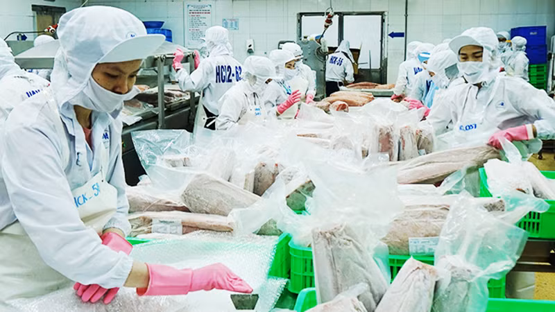 Переработка тунца для экспорта. Фото: Нам Ань