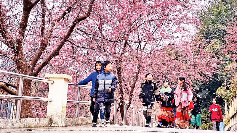 Конец зимы и начало весны – время массового цветения вишни на каменистом плоскогорье Донгван.