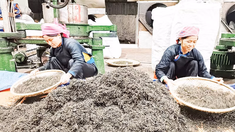 За 9 месяцев 2024 года фермеры общины Банлиен собрали более 600 тонн чая, средняя цена продажи которых составила почти 18 тысяч вьетнамских донгов за килограмм.