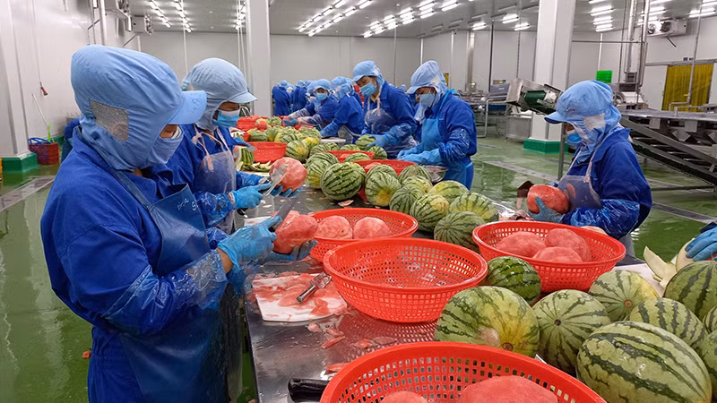 Переработка арбуза на АО пищевой промышленности Thabico Тиенжанг. Фото: Нгуен Ши 