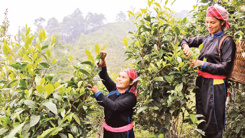 Органические чайные плантации в общине Банлиен создают стабильные рабочие места для более чем 310 домохозяйств, более 1.500 фермеров в четырех селениях.