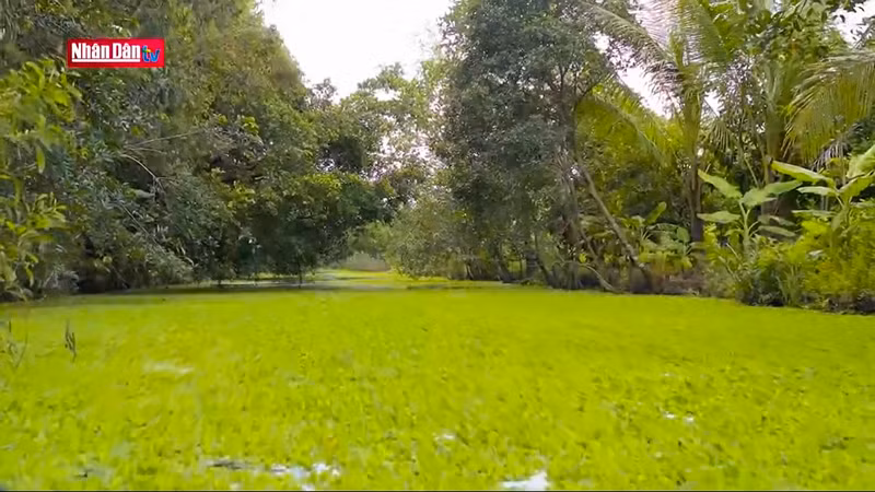 Водяные гиацинты густо покрывают водную поверхность.