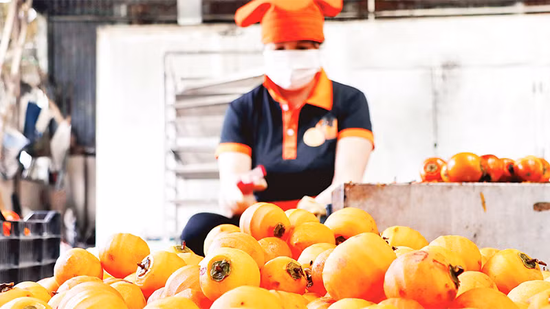 Только что созревшие плоды хурмы очищают от кожуры, оставляя только их плодоножки для подвешивания.