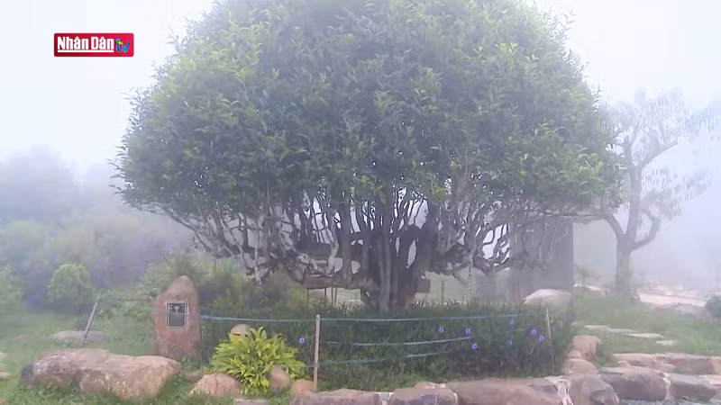 Древнее чайное дерево Шантует в Шуойжанге.