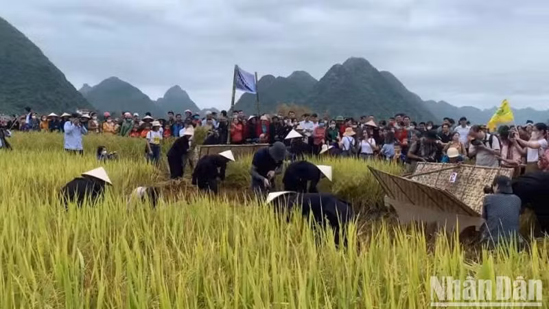 Туристы участвуют в соревновании по сбору риса.