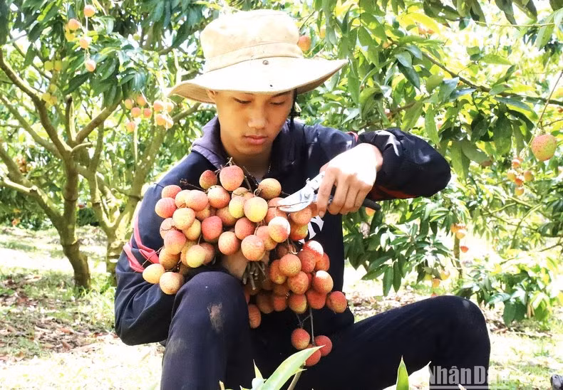 Фермеры внимательно относятся к каждой мелочи при сборе урожая, чтобы обеспечить качество личи на экспорт.