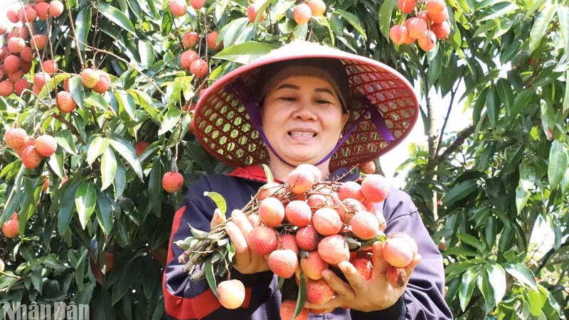Фермер счастлив, потому что в этом году личи имеет хороший урожай и хорошую цену.