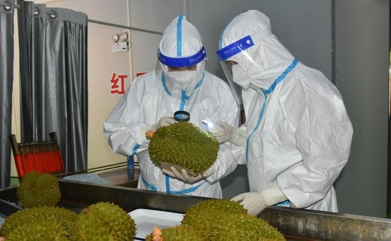 Китайские таможенные сотрудники проверяют партию дуриана из Вьетнама. Фото: Guangxi Daily Media Group