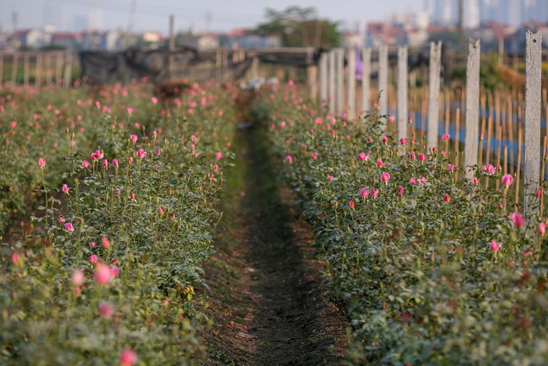 К вечеру падающие закатные лучи создают нежный, чарующий свет. Фото: Vietnam+ К вечеру падающие закатные лучи создают нежный, чарующий свет. Фото: Vietnam+