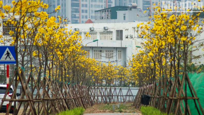 Карибские трубные деревья посажены не только вдоль дороги, но и повсюду в жилом районе, что создает чарующую природную красоту в самом сердце суетливого города.