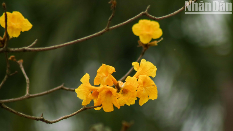 Цветы распускаются гроздьями, похожими на золотые колокольчики.