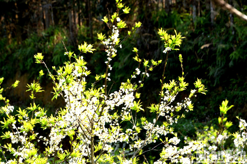 Когда погода становится теплее, начинают цвести миллионы маленьких белых цветков сливы, демонстрируя свою гордую, мечтательную красоту среди необъятной природы.