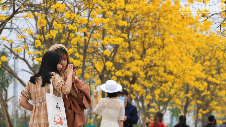 Многие молодые делают снимки с цветущими карибскими трубными деревьями.