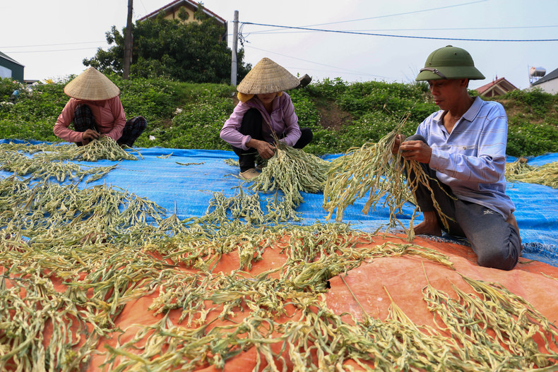 Коническая шляпа деревни Тьуонг известна по всей стране. Чтобы шляпа была прочной, белой и ароматной, листья «луй», используемые для их изготовления, должны быть доставлены из провинции Куангбинь. Коническая шляпа деревни Тьуонг известна по всей стране. Чтобы шляпа была прочной, белой и ароматной, листья «луй», используемые для их изготовления, должны быть доставлены из провинции Куангбинь.