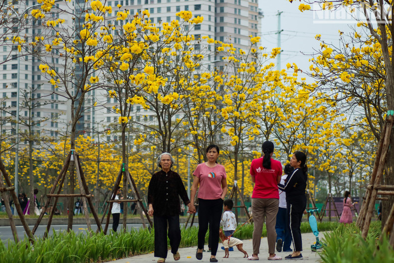 Некоторые семьи также приходят сюда на прогулку, чтобы насладиться нежным ароматом этих цветов.