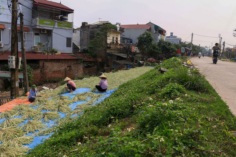 Гуляя по деревне, можно легко увидеть такое изображение, как люди сушат листья на набережных прямо вдоль дороги. Гуляя по деревне, можно легко увидеть такое изображение, как люди сушат листья на набережных прямо вдоль дороги.