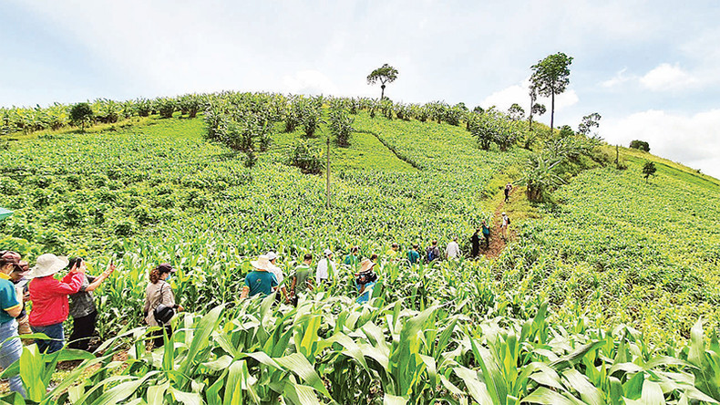 Туристы и научные исследователи знакомятся с высокотехнологичными сельскохозяйственными моделями, связанными с экосистемой геопарка Дакнонг. Туристы и научные исследователи знакомятся с высокотехнологичными сельскохозяйственными моделями, связанными с экосистемой геопарка Дакнонг.