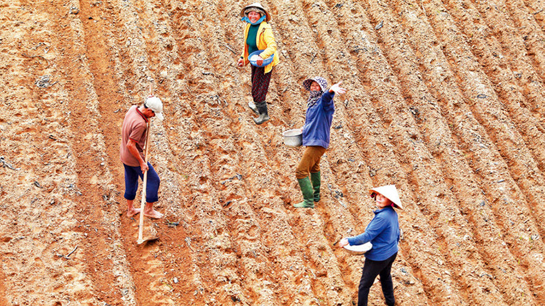 Яркая улыбка фермеров в день посева. Яркая улыбка фермеров в день посева.