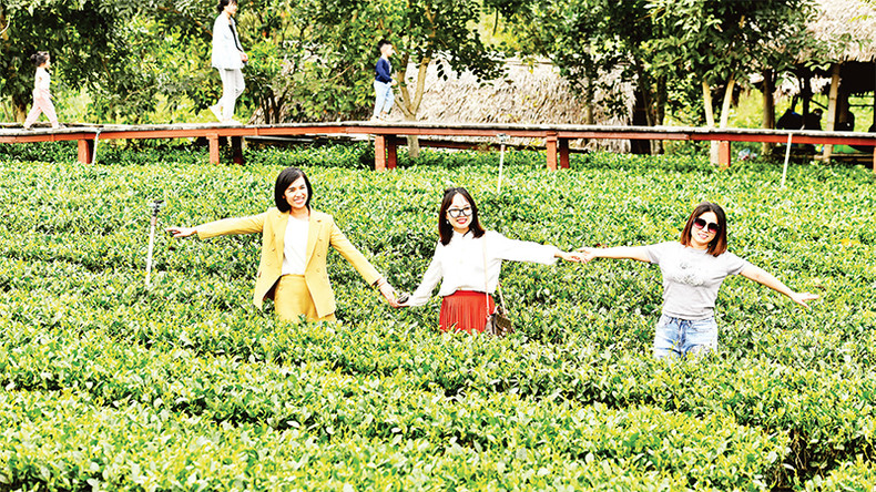 Туристы наслаждаются прохладным воздухом на органических чайных плантациях. Туристы наслаждаются прохладным воздухом на органических чайных плантациях.