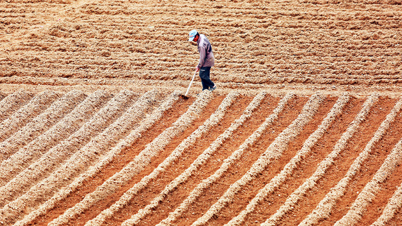Прямые грядки ждут семена. Прямые грядки ждут семена.