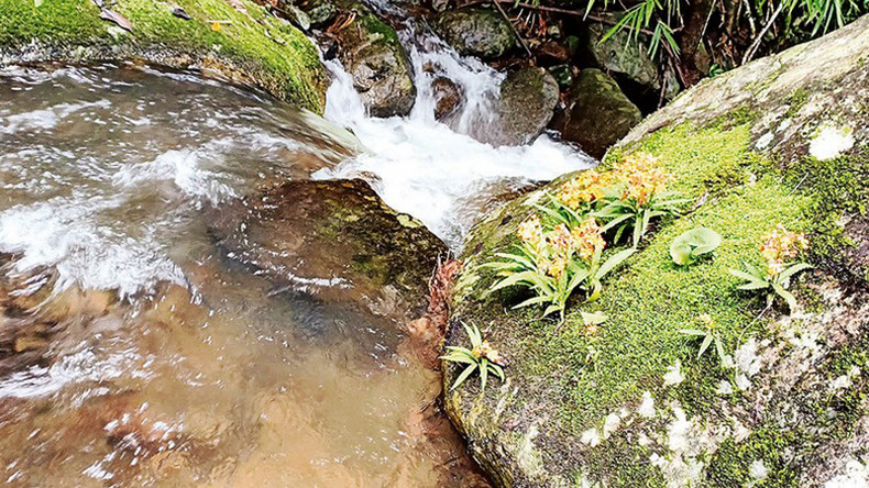 Тадунг определяется как важный природоохранный объект в ландшафтном заповеднике бассейна реки Донгнай. Тадунг определяется как важный природоохранный объект в ландшафтном заповеднике бассейна реки Донгнай.